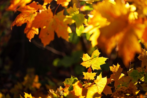 Hojas de otoño sobre fondo soleado