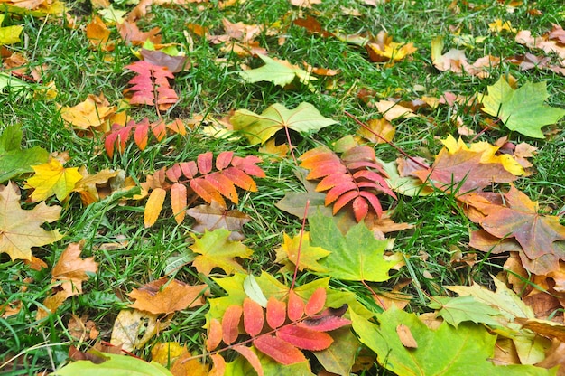 Hojas de otoño sobre la hierba del parque