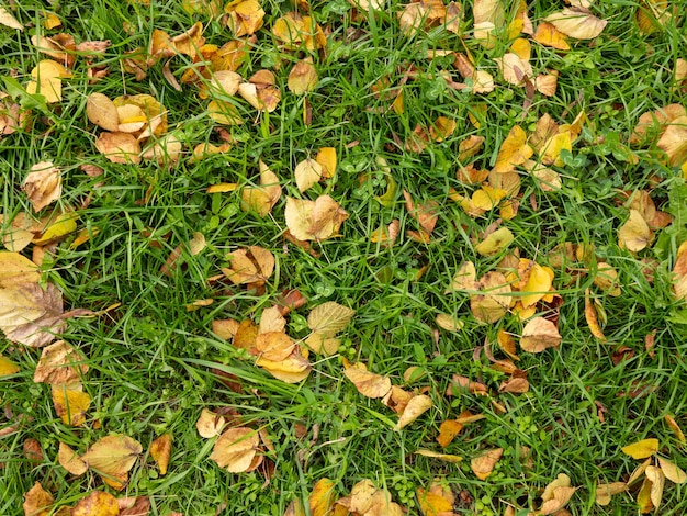 Hojas de otoño sobre la hierba verde