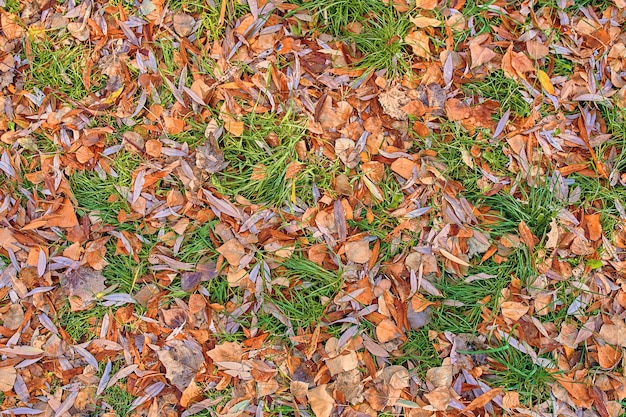 Hojas de otoño sobre la hierba verde