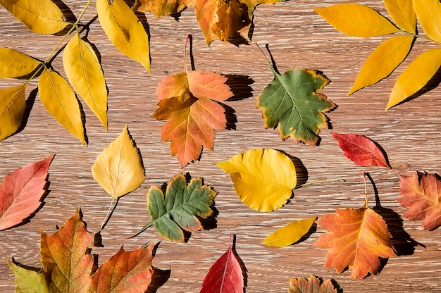 Hojas de otoño sobre madera