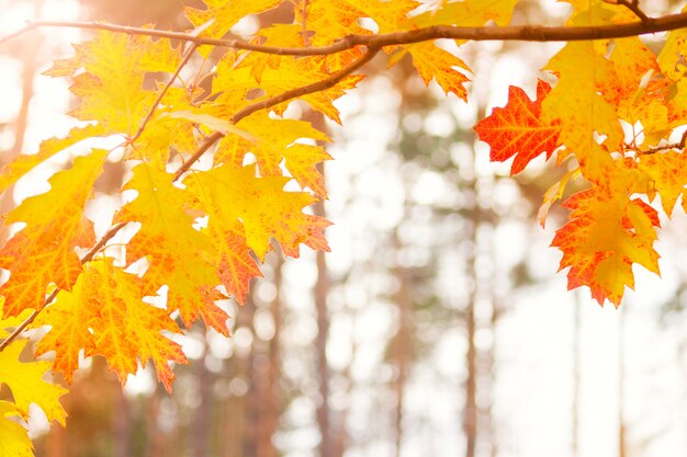 Hojas de otoño en el sol y árboles borrosos. Fondo de otoño