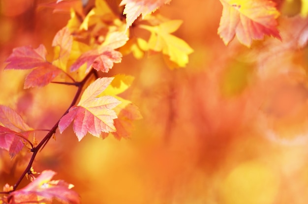 Hojas de otoño en el sol Caída imagen de fondo borroso