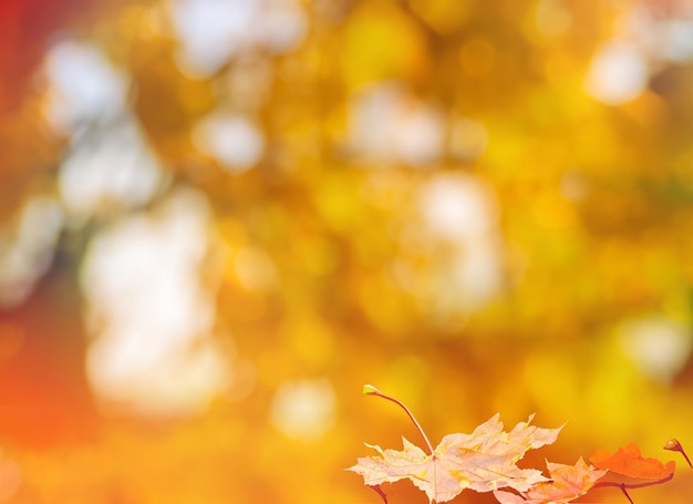 Hojas de otoño en el sol Otoño fondo borroso