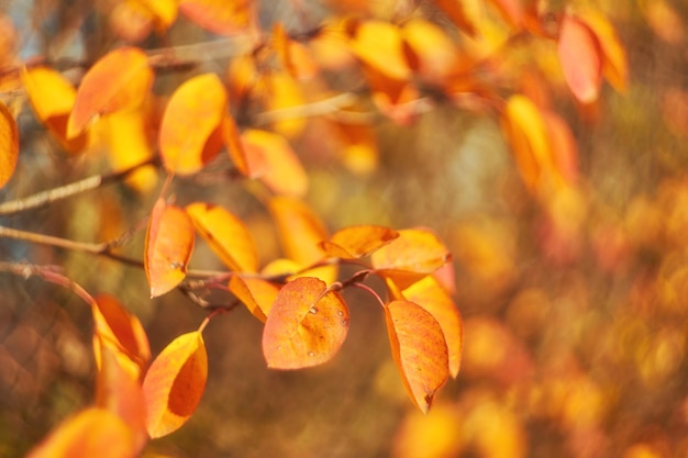 Hojas de otoño en el sol