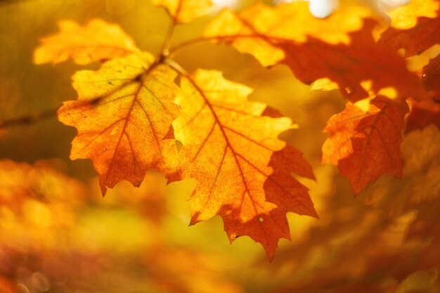 Hojas de otoño en el sol