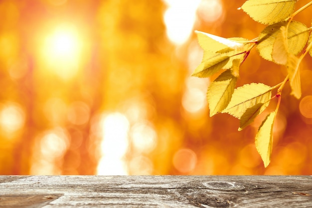 Hojas de otoño en el sol