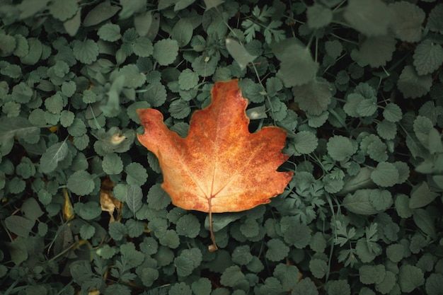 hojas de otoño en el suelo