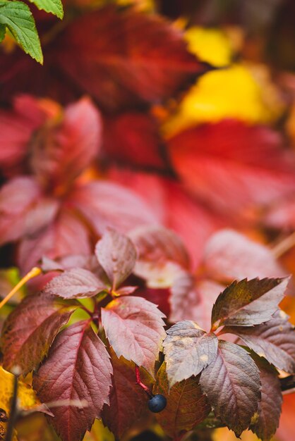 Foto hojas de otoño en el suelo