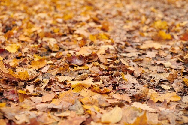 Hojas de otoño en el suelo