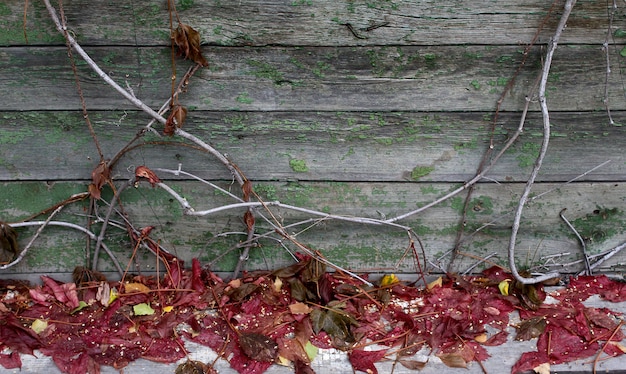 Hojas de otoño en tablero de madera