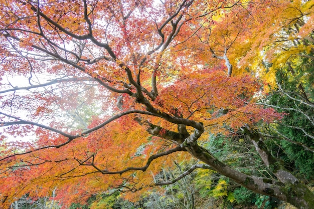 hojas de otoño en la temporada de otoño Japón