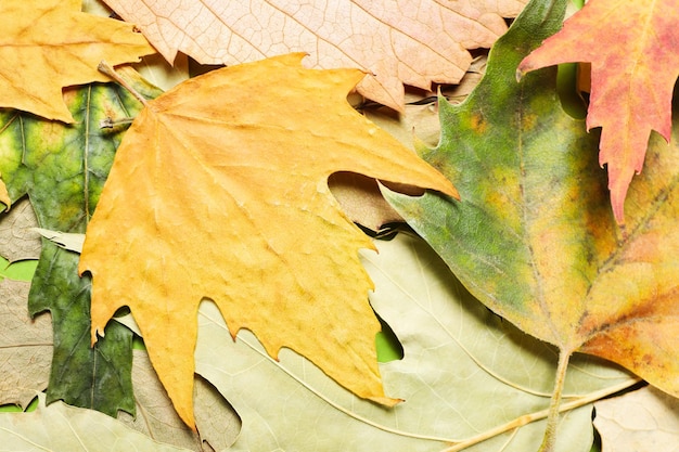 Hojas de otoño en todo el fondo de cerca