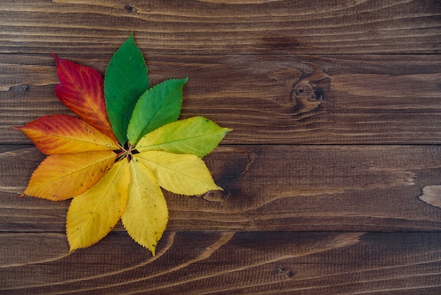 Hojas de otoño transición de verde a rojo sobre fondo de madera