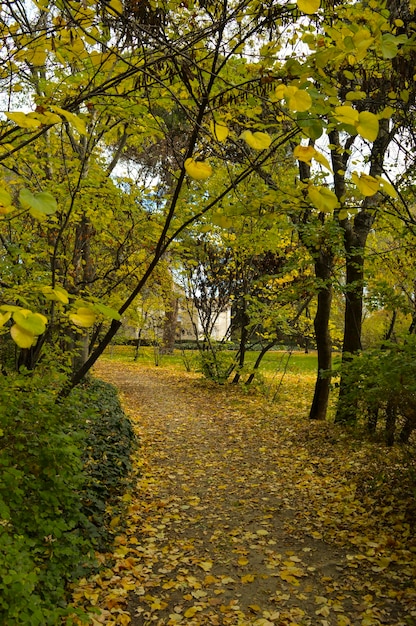 Foto hojas de otoño en el tronco del árbol