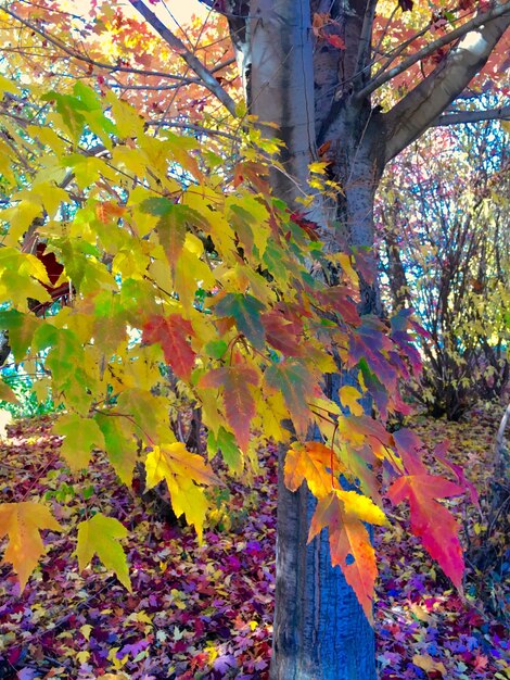 Foto hojas de otoño en el tronco del árbol