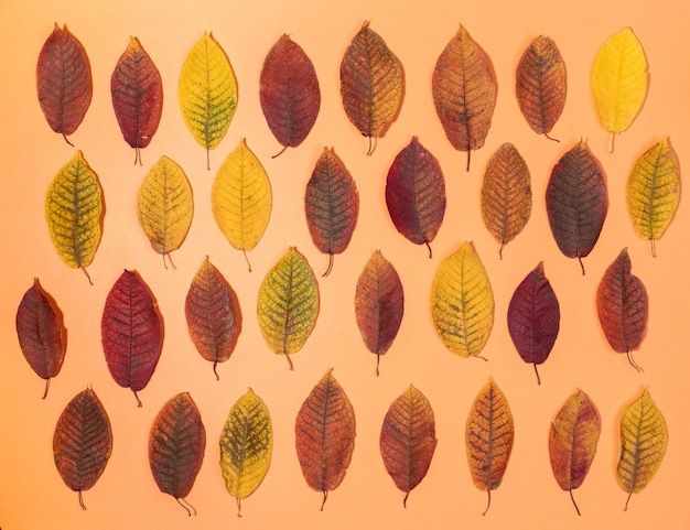 Foto hojas de otoño de varios colores dispuestas rítmicamente sobre un telón de fondo naranja pastel de hojas caídas