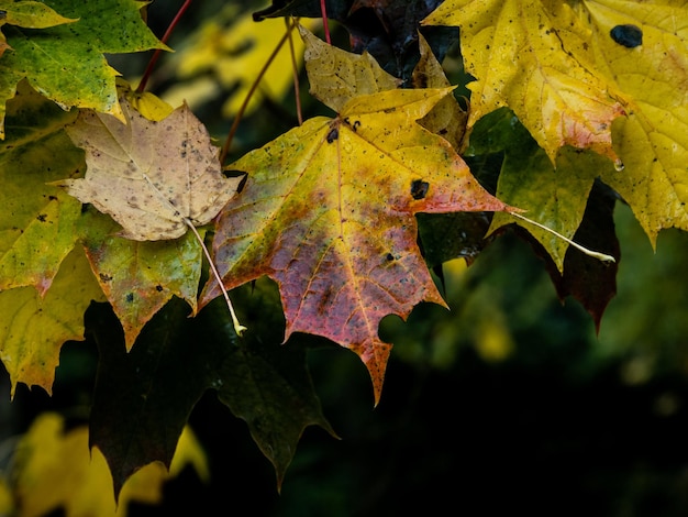 Las hojas de otoño vector libre