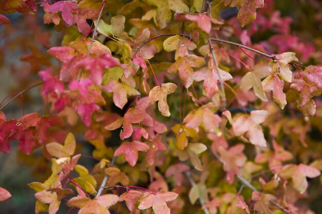 Las hojas de otoño vector libre