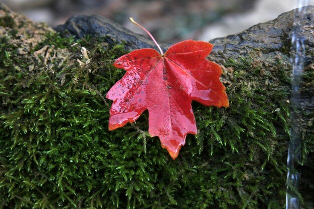 Las hojas de otoño vector libre