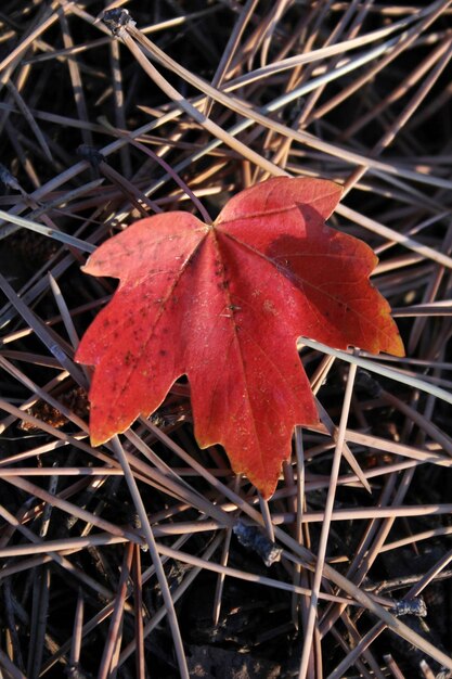 Las hojas de otoño vector libre