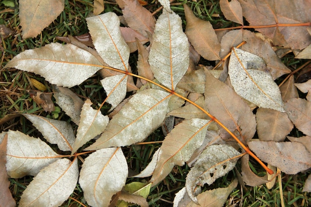 Las hojas de otoño vector libre