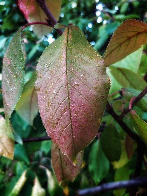 Las hojas de otoño vector libre