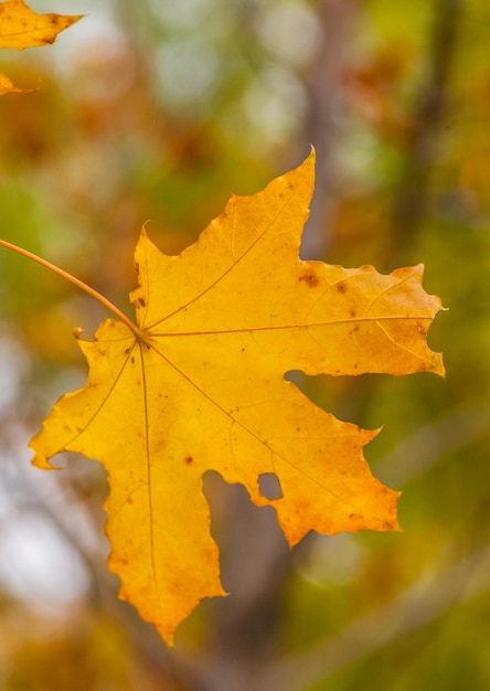 Las hojas de otoño vector libre