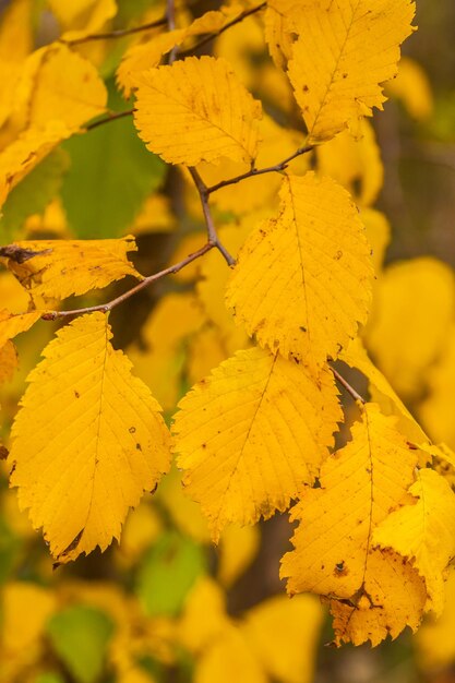 Las hojas de otoño vector libre