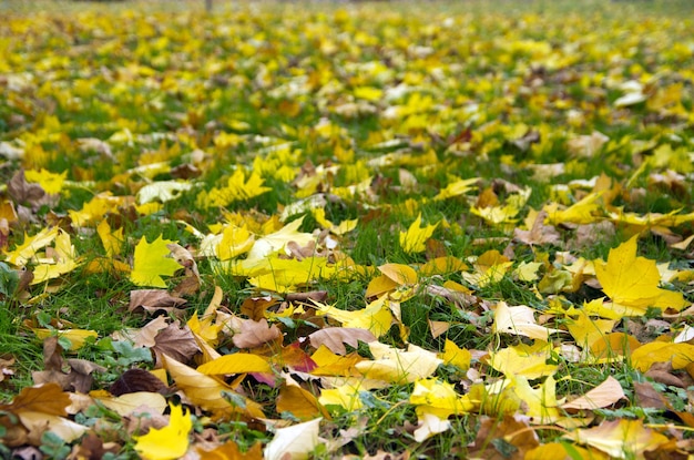 Las hojas de otoño vector libre