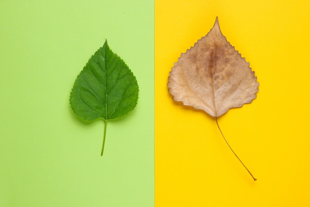 Hojas de otoño verdes y secas