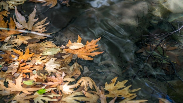 Hojas de otoño en vista de reflejo de agua de charco. Bosque de Chipre.