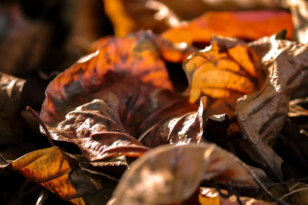 Foto hojas de otoño