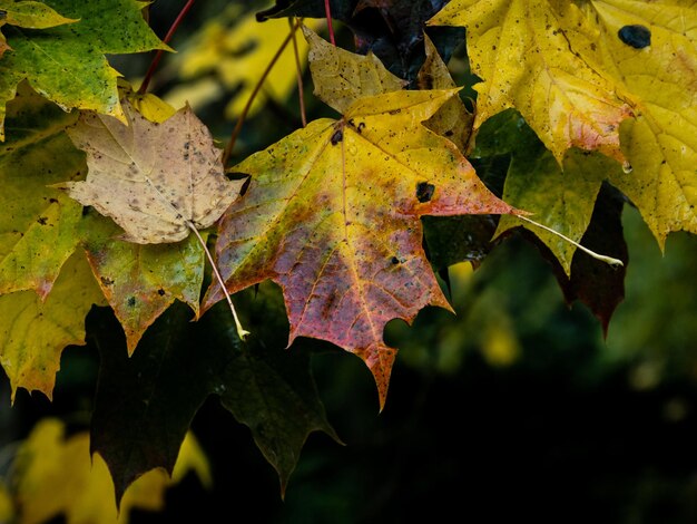 Foto hojas de otoño