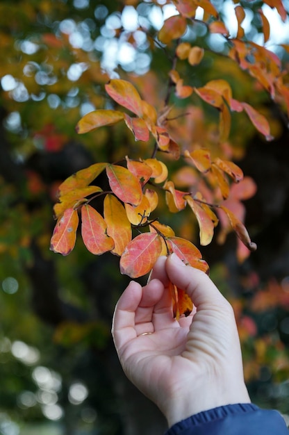 Foto hojas de otoño