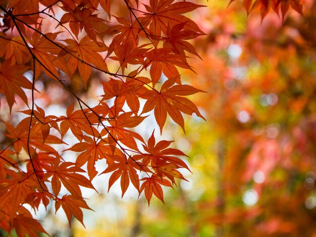 Foto hojas de otoño