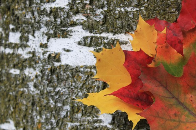 Hojas de otoño