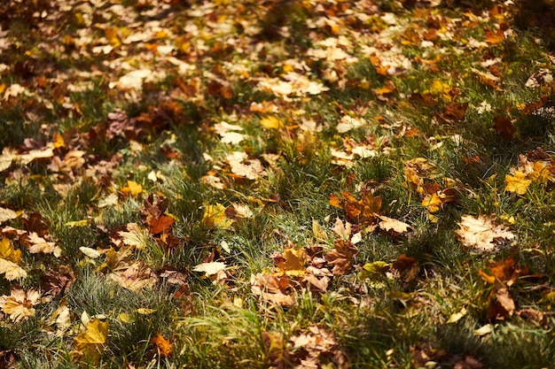 Hojas de otoño