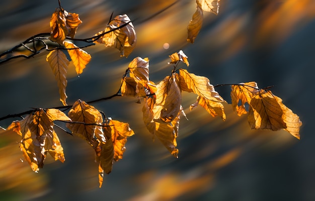 Hojas de otoño