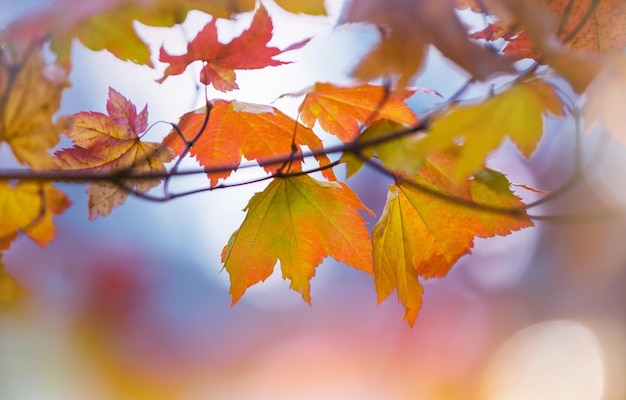 Hojas de otoño