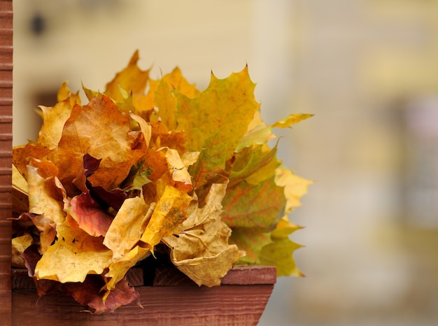 Hojas de otoño.