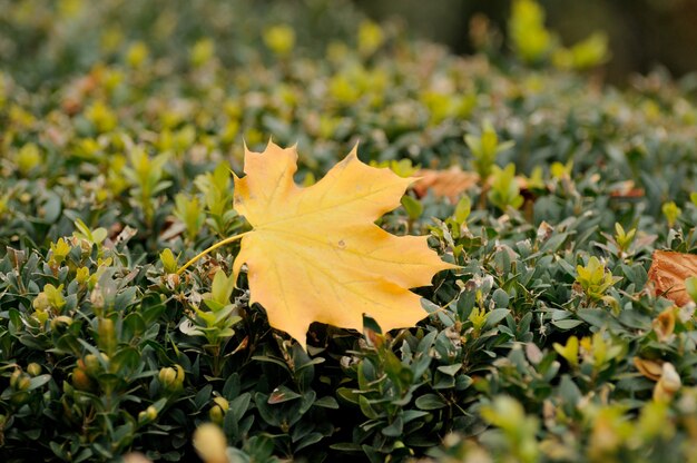 Hojas de otoño.