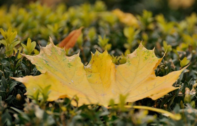 Hojas de otoño.