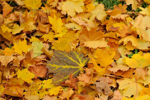 Hojas de otoño.