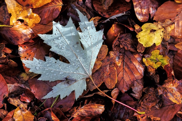 Hojas de otoño