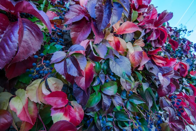 Hojas de otoño