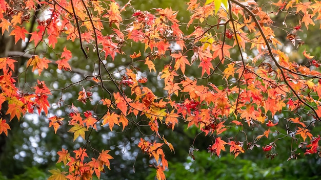 hojas de otoño