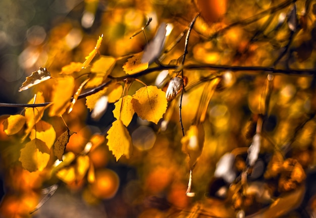 Foto hojas de otoño