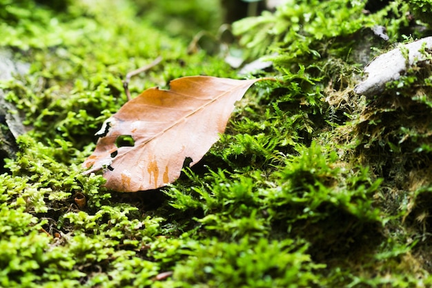 hojas de otoño