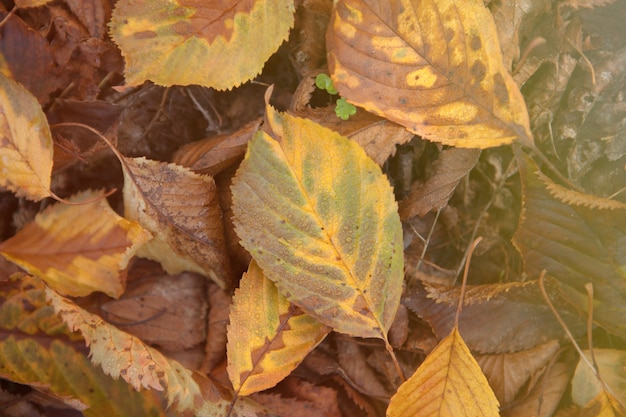 Hojas en otoño